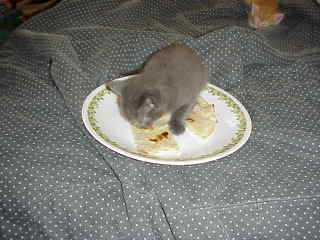 kittens1.JPG (11382 bytes)
